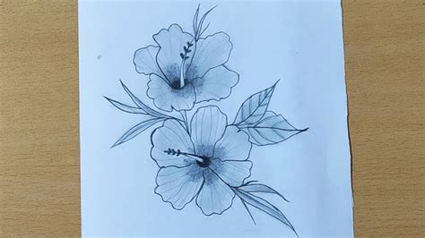 draw  hibiscus flower step  step pencil shading youtube