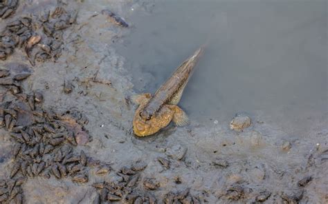 Premium Photo | Fish at the mangrove forest