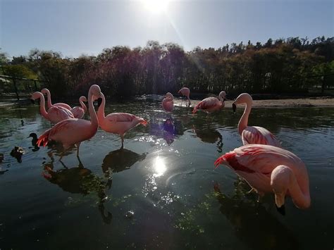 Parque Bicentenario De Vitacura Donde El Medioambiente Y La Recreación