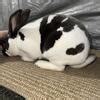 Standard Rex Rabbits In Wellington Ohio Hoobly