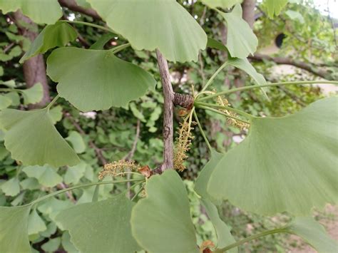 Come Crescere Il Ginkgo Biloba Albero Dei Ventagli Coltivazione E