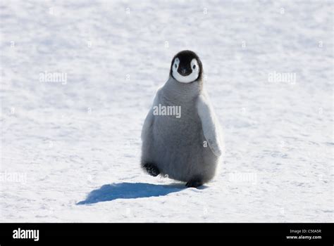 Penguin Chicks – Telegraph