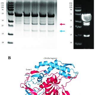 Autoproteolytic Cleavage Of LC En A SDS PAGE Lanes 1 6 And Western