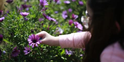 Cuándo y a qué hora comienza la primavera en Chile