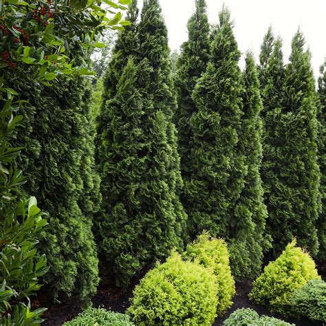 Buy Emerald Green Arborvitae Online Garden Goods Direct