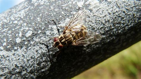 Stomoxys calcitrans (Stable Fly) | MarkEisingBirding