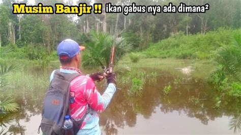 Musim Banjir Ikan Gabus Nya Melimpah Casting Gabus Kalimantan Youtube