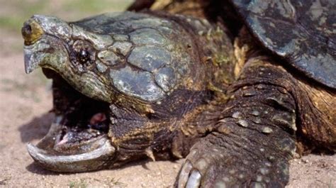 22 Curiosidades De Las Tortugas EnCuriosidades