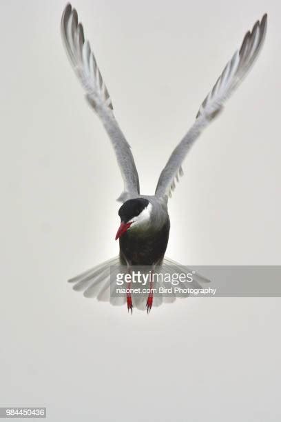 Whiskered Terns Photos And Premium High Res Pictures Getty Images