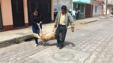 Indignación en Quetzaltenango por envenenamiento de perros