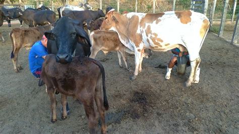 Tirando Leite das Vacas Manual no Curral pela manhã Bezerros se