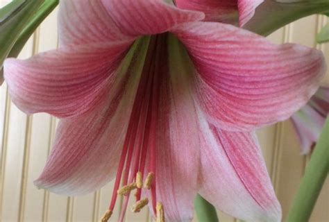 Shop Trumpet Amaryllis Misty And Other Seeds At Harvesting History