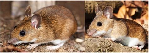 6 Types Of Mice And Rats Found In Massachusetts Nature Blog Network