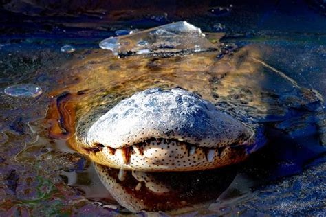 Watch: These N.C. alligators are frozen in swamp with noses above ice