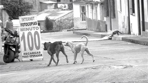 Campaña Por Los Perros Callejeros Youtube