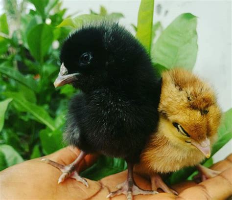 Commercial Noiler Chicks Amo Brand Farmsquare