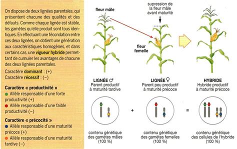 La Sélection Génétique Exemple Du Maïs