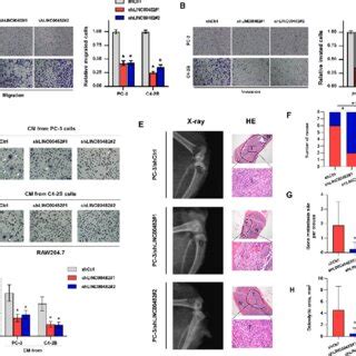 Downregulation Of Linc Inhibited Proliferation In Pca Cells A