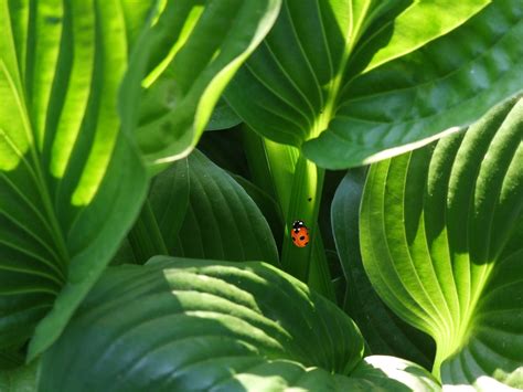 Immagini Belle Leggero Foglia Fiore Verde Giungla Ombra