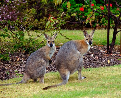 Free Images Animal Wildlife Mammal Garden Fauna Kangaroo Hare