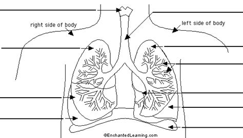 Label Lungs Diagram Printout - EnchantedLearning.com