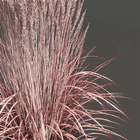 Feather Reed Grass Calamagrostis Acutiflora 3d Model Cgtrader