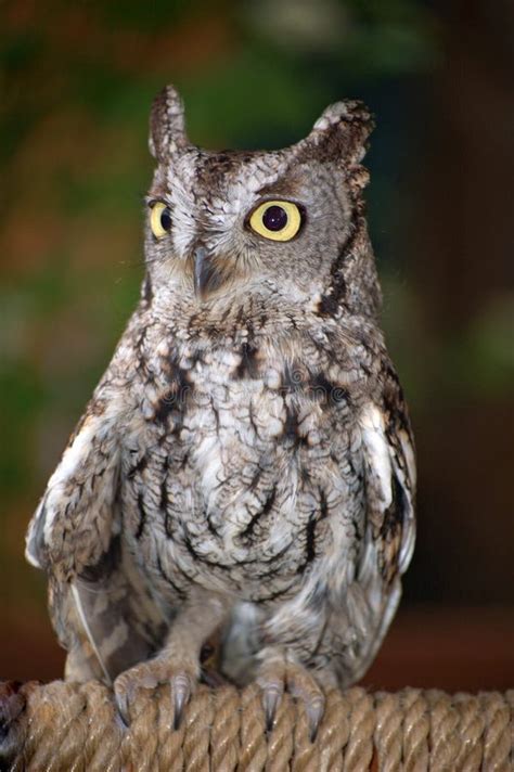 Baby Great Horned Owl stock image. Image of carnivore - 18103371