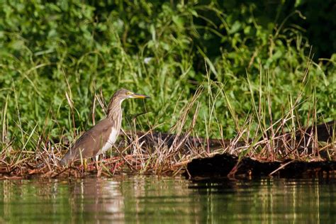 Chinese Pond Heron Khao Sok National Park Thailand