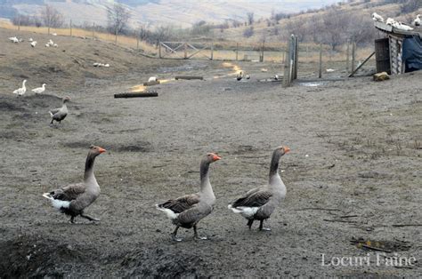 FERMA DACILOR din Tohani, Prahova | Descoperă Locuri Faine din Romania