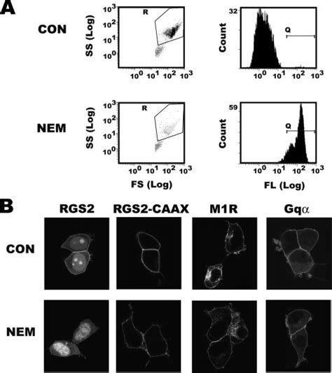 Effect Of NEM Mediated Phospholipid Shuffling On Tonic Plasma Membrane