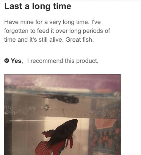 Reviews of Petco Betta Fish Stores Don't Want You to See | PETA