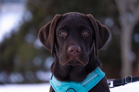 Labrador Retriever Puppy Care Tips: How to Take Care of Them - PetPress