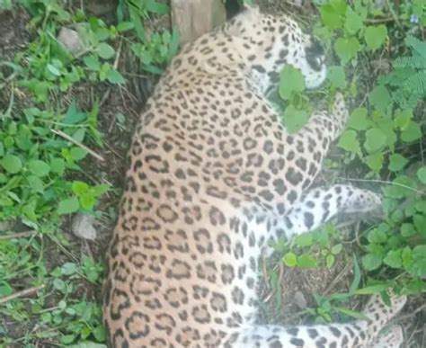 Death Of Female Leopard Due To Head Injury 7 Died In Two Years Due To