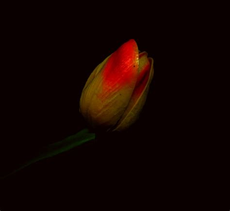 Fire Tulip by Silver-Spirit-Comic on DeviantArt