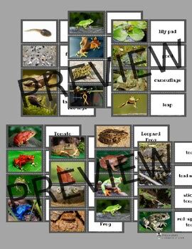 Frog And Toad Mini Unit Close Reading Life Cycle Tpt