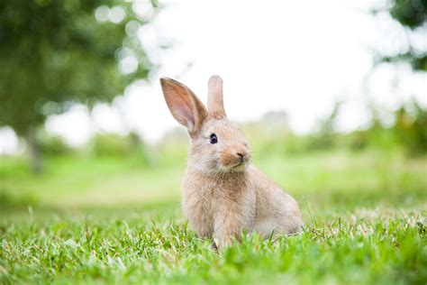 Entenda Aqui Como Cuidar De Coelhos Blog Polipet