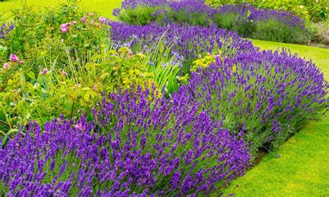 El momento ideal Cuándo sembrar lavanda en España para un jardín