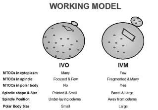 Working Model Showing The Fundamental Differences Between In Vivo