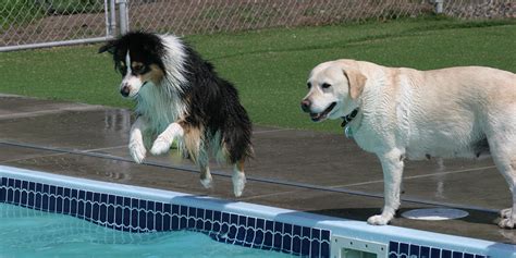 Dog Pool Play | Water Activities for Dogs in Minnesota | Top Dog ...