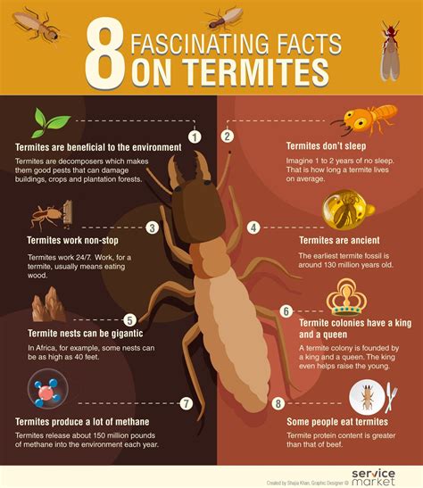 Fascinating Facts On Termites The Home Project Servicemarket