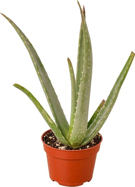 Descubre La Mejor Planta De Aloe Vera Para Tu Hogar Biosalud