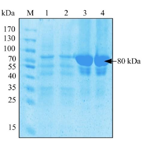 SDS PAGE analysis of β glucosidase expressed in E coli BL21 M protein