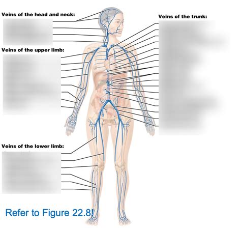 Bsc Lab Exam Veins V Diagram Quizlet