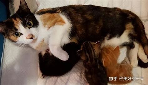 亲身经历：养“三花猫”一年，我彻底讨厌猫了！ 知乎