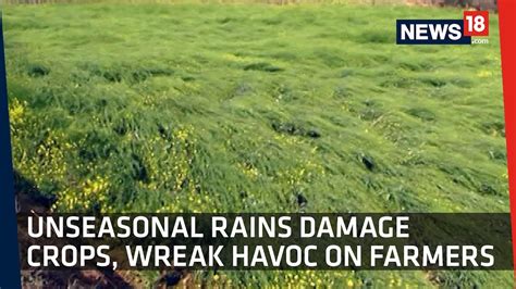 Farmers React To Hailstorm And Rains Damaging Their Crops Youtube