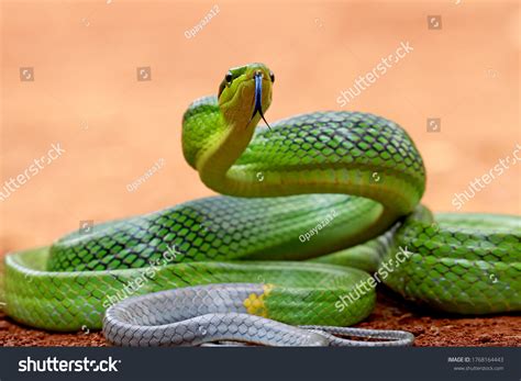 1,695 Yellow rat snake Images, Stock Photos & Vectors | Shutterstock