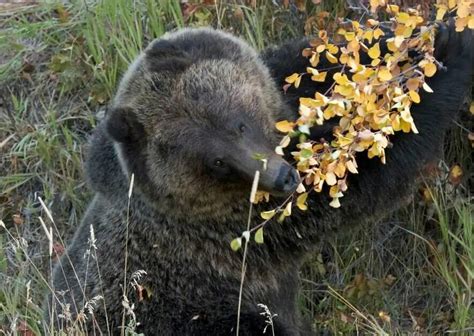 Grizzly Bear Behavior - AnimalBehaviorCorner