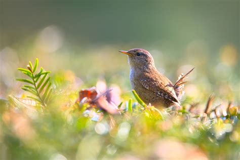 Spring Has Sprung How To Make Your Yard Bird Friendly This Season Chirp Nature Center