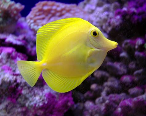 Yellow Tang