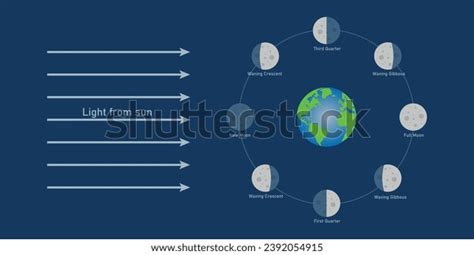 Phase Moon Diagram Moon Orbits Around Stock Vector (Royalty Free ...